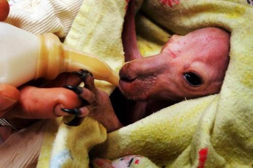 Лучшие фото Sony World Photography Awards