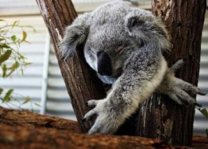 Лучшие фото Sony World Photography Awards