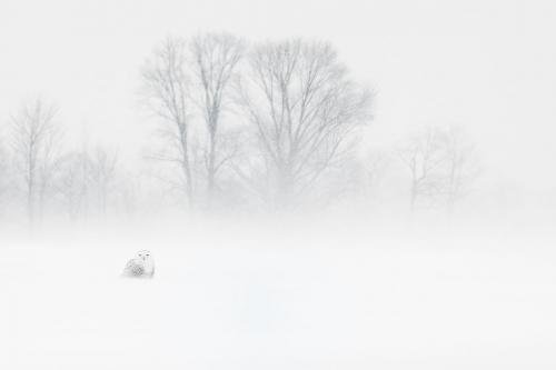 Грандиозный фотоконкурс Siena International Photo Awards 2018
