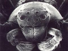 Монстры под микроскопом