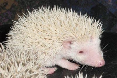 «Белые вороны» животного мира