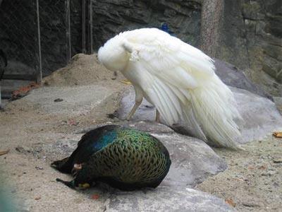 «Белые вороны» животного мира