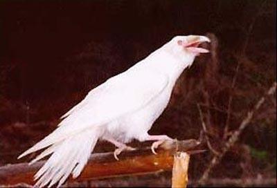 «Белые вороны» животного мира