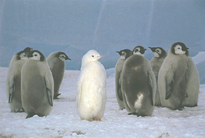 «Белые вороны» животного мира