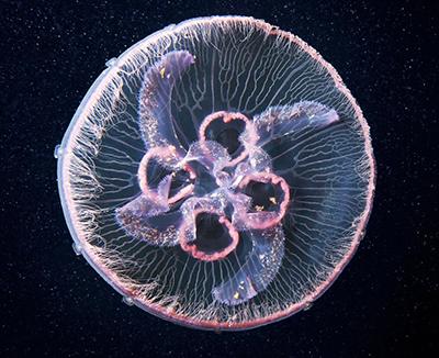 Красочные медузы Александра Семенова