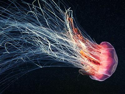 Красочные медузы Александра Семенова