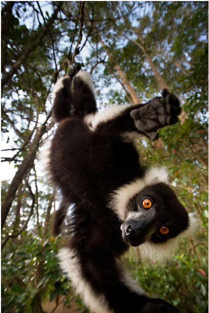 Удивительная фауна Мадагаскара