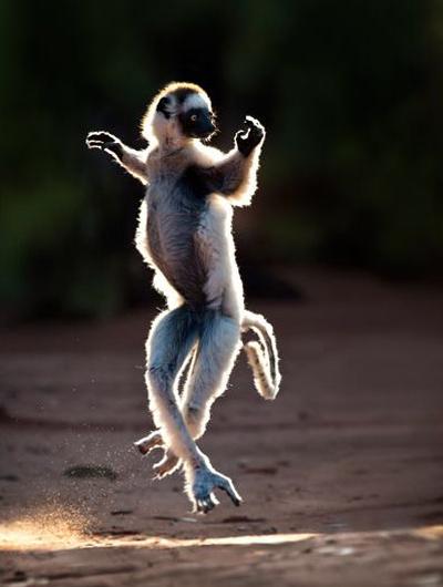 Удивительная фауна Мадагаскара