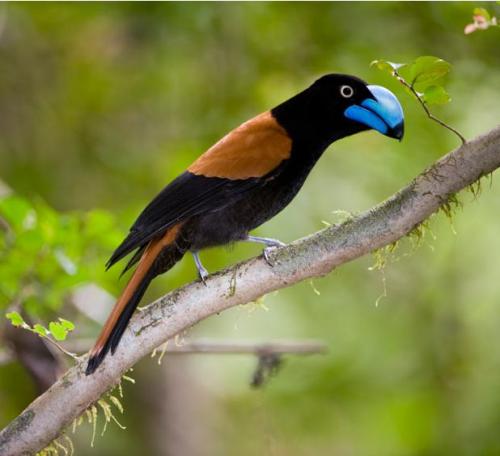 Удивительная фауна Мадагаскара