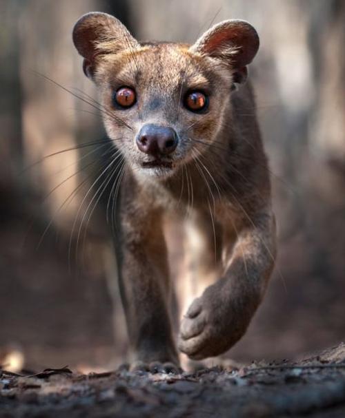 Удивительная фауна Мадагаскара