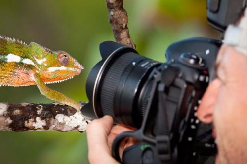Удивительная фауна Мадагаскара