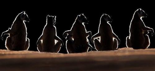 Удивительная фауна Мадагаскара