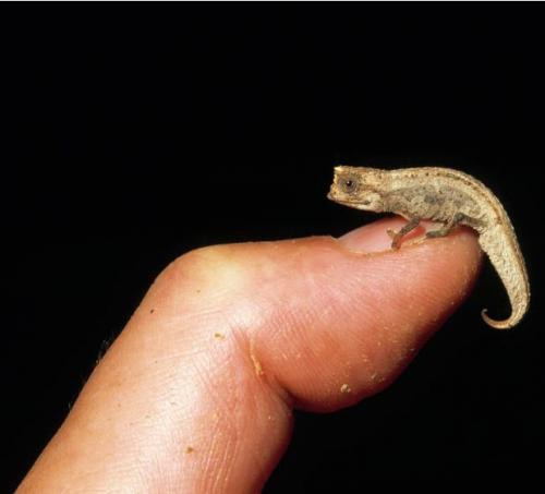 Удивительная фауна Мадагаскара