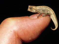 Удивительная фауна Мадагаскара