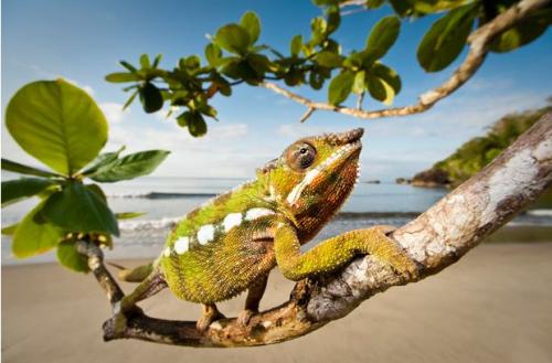 Удивительная фауна Мадагаскара
