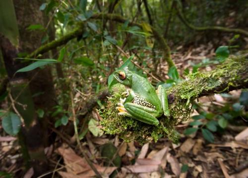 Удивительная фауна Мадагаскара