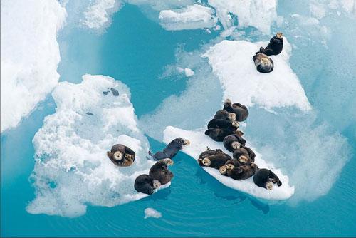 Лучшие фотографии природы за 2008 год