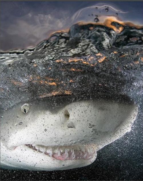 Лучшие фотографии природы за 2008 год