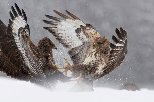 Лучшие фотографии природы за 2008 год
