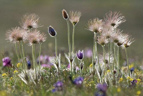 Лучшие фотографии природы за 2008 год