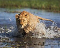 Лучшие фотографии природы за 2008 год