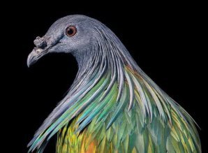 Портреты исчезающих птиц