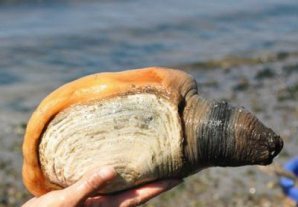 Животные, которые ставят науку в тупик