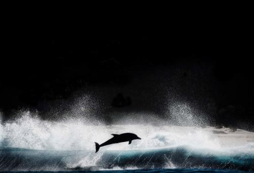 Поразительная дикая природа