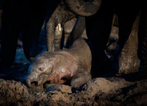 Поразительная дикая природа