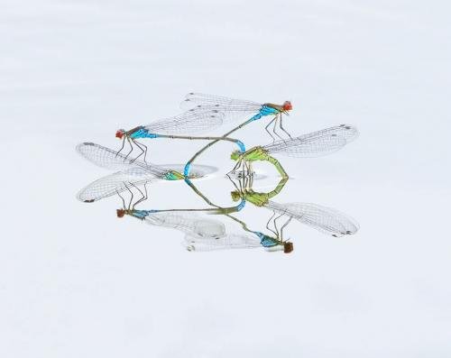 Победители конкурса фотографии дикой природы