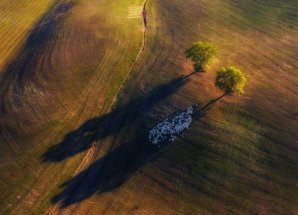 Победители конкурса фотографии дикой природы