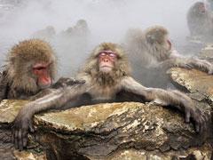 Обезьяны принимают горячие ванны