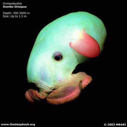 Глубоководные монстры мирового океана