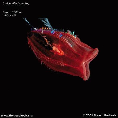 Глубоководные монстры мирового океана
