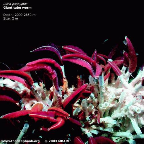 Глубоководные монстры мирового океана