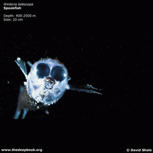 Глубоководные монстры мирового океана