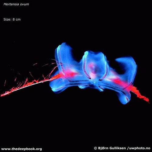 Глубоководные монстры мирового океана