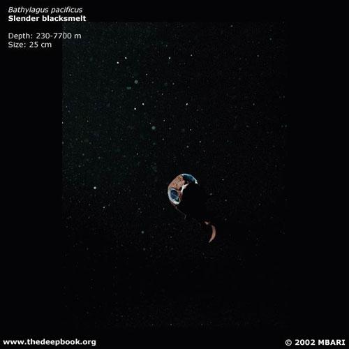 Глубоководные монстры мирового океана