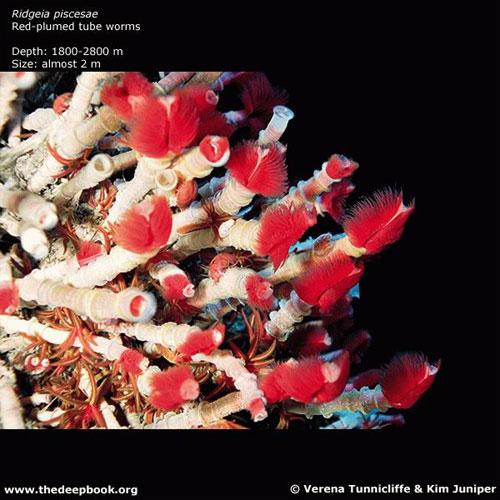 Глубоководные монстры мирового океана