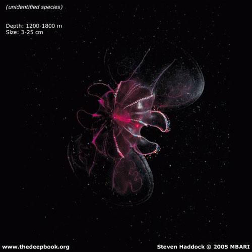 Глубоководные монстры мирового океана