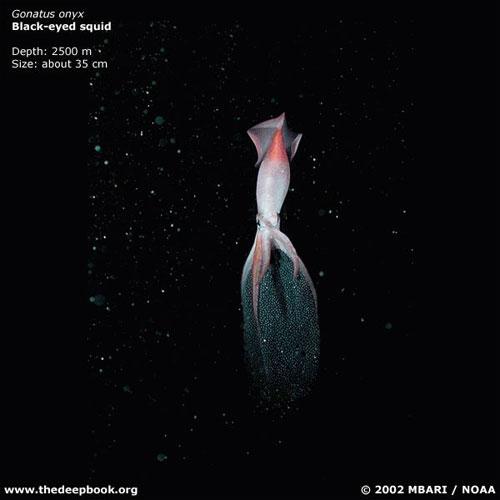 Глубоководные монстры мирового океана