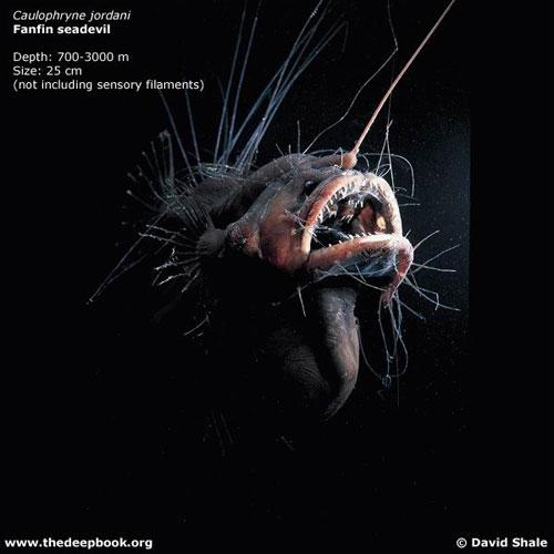 Глубоководные монстры мирового океана