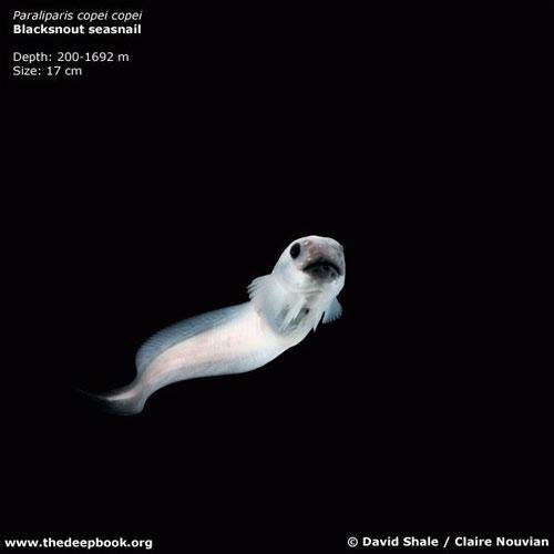 Глубоководные монстры мирового океана