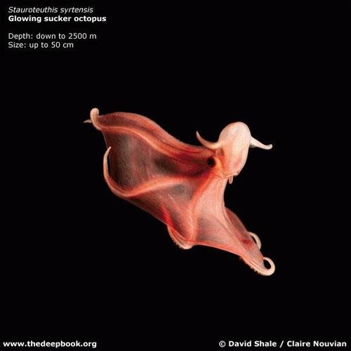 Глубоководные монстры мирового океана