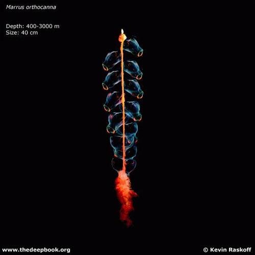 Глубоководные монстры мирового океана