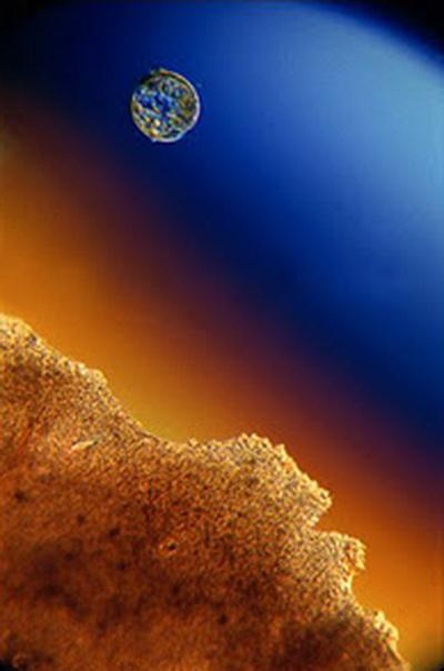 Зарождение жизни: уникальные съемки из материнской утробы