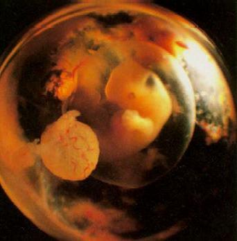 Зарождение жизни: уникальные съемки из материнской утробы