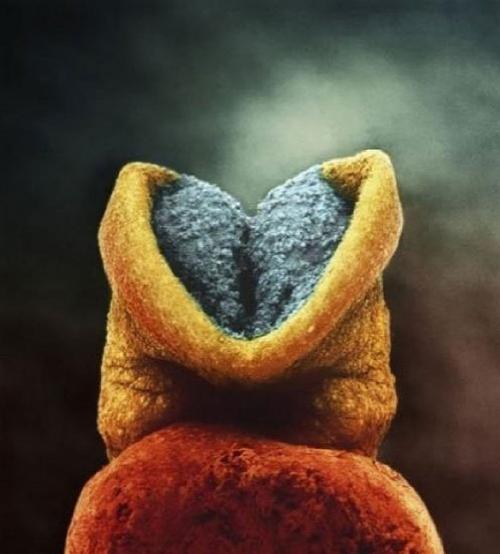 Зарождение жизни: уникальные съемки из материнской утробы