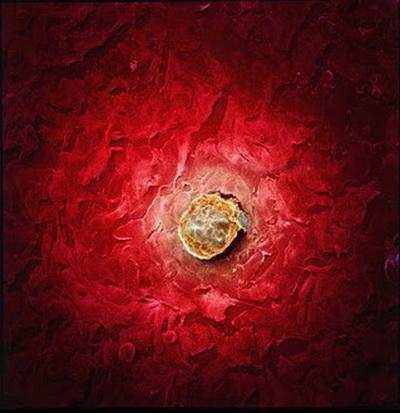 Зарождение жизни: уникальные съемки из материнской утробы