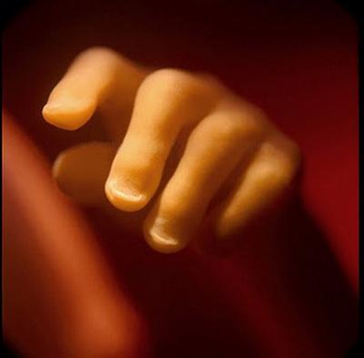 Зарождение жизни: уникальные съемки из материнской утробы